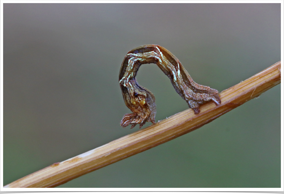 Timandra amaturaria
Cross-lined Wave
Greene County, Alabama